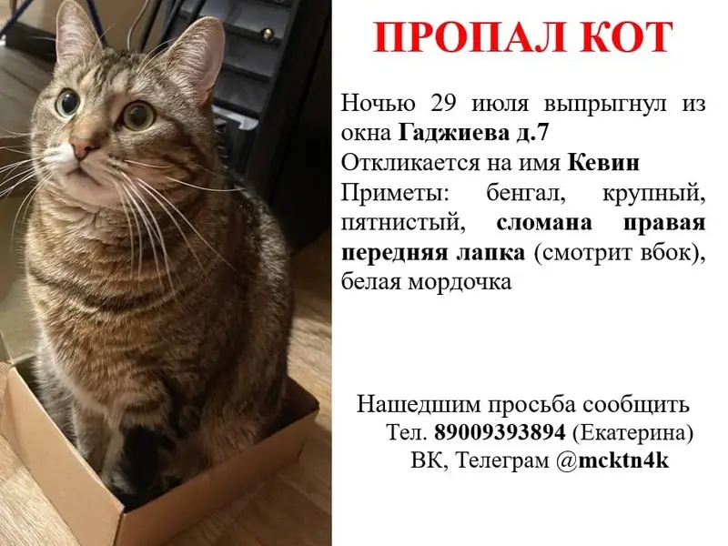 Пропал бенгал, сломанная лапа, ул. Гаджиева, Мурманск