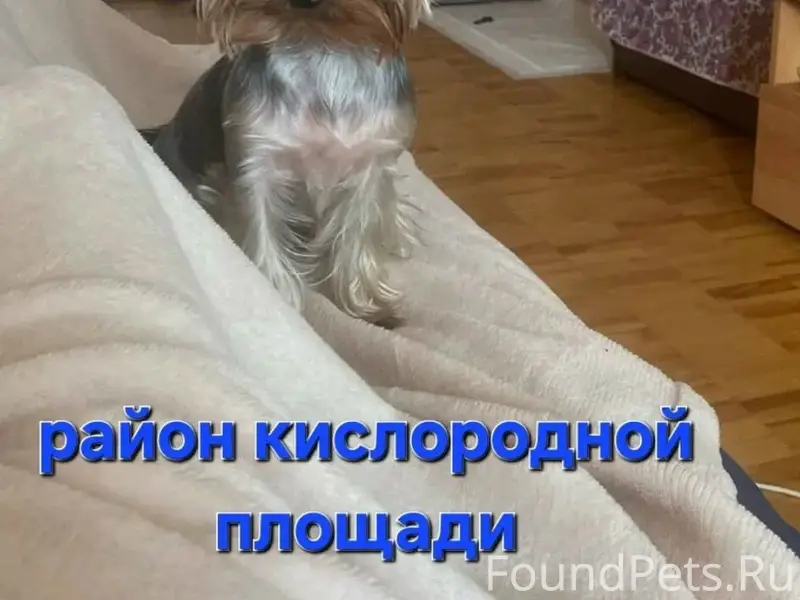 Пропала собака,