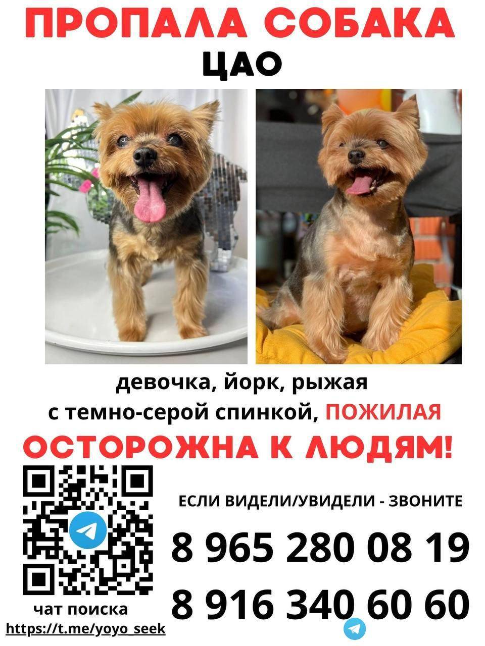 Пропала собака 