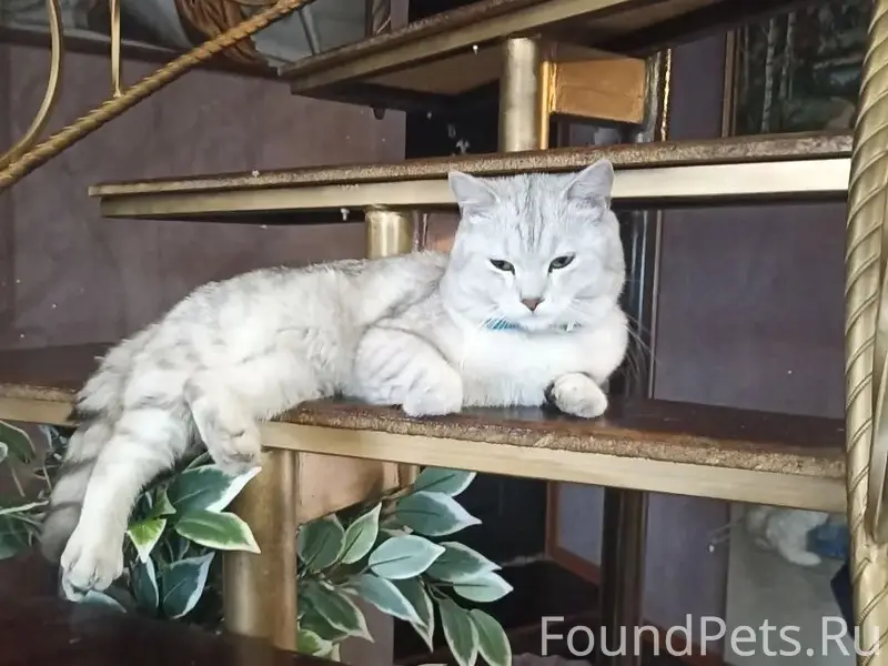 Пропал кот, район Серова