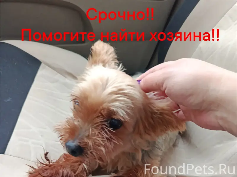 Найден йоркшир, между Дошино и Лужками