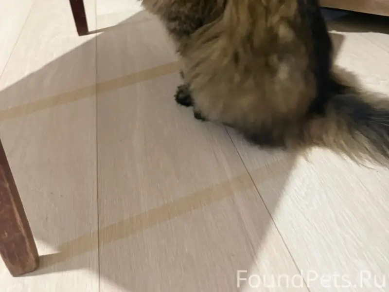 Найдена кошка, территория КСК Рифей