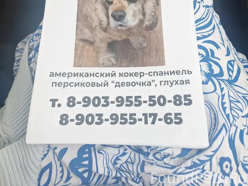 Пропала собака, глухая, улица Фрунзе