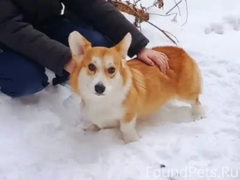 Пропала собака Корги, п. Бердяуш