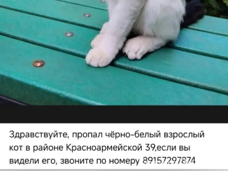 Пропал чёрно-белый кот, район Красноармейской 39