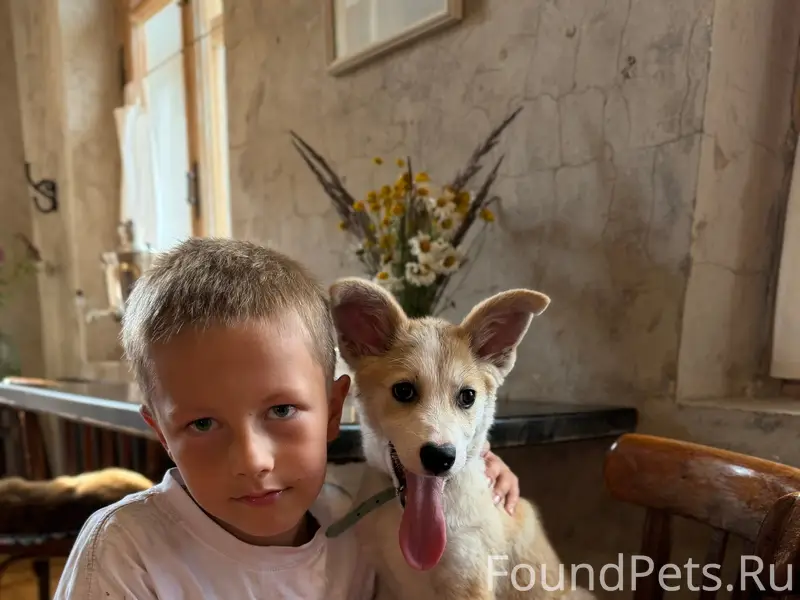 Пропал щенок, район ул. Возраждения, парк Рождественский