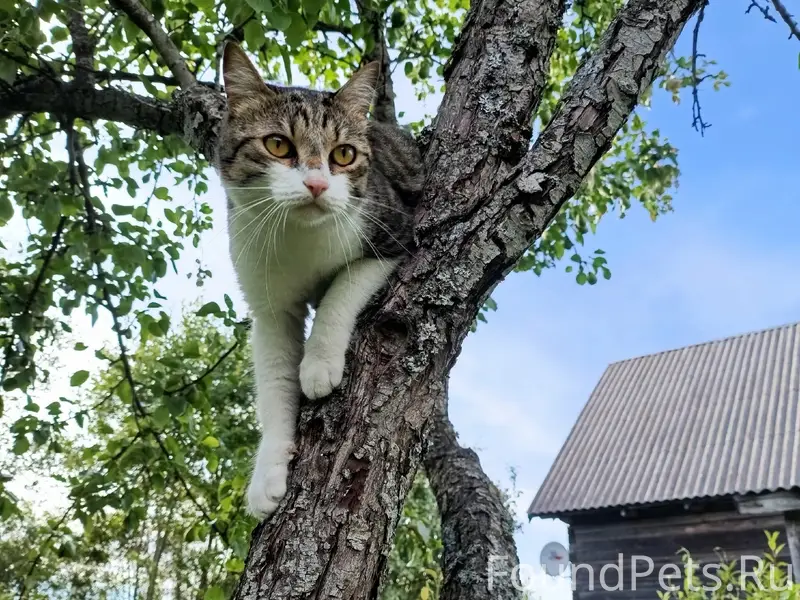 Пропал кот Хипс, деревня Новинка