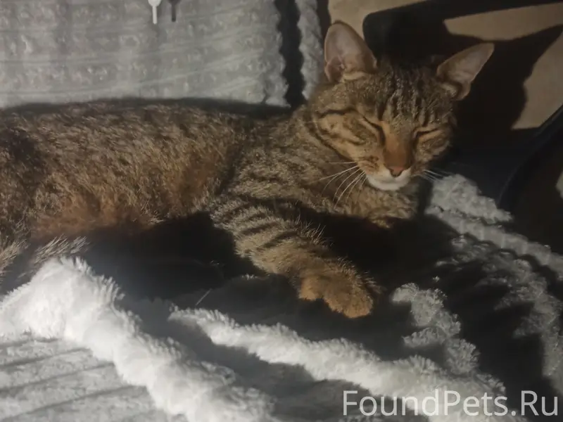 Пропала кошка Вася, Отрадное