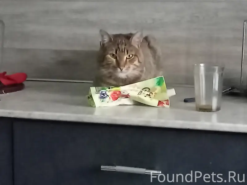 Пропал кот Тиша