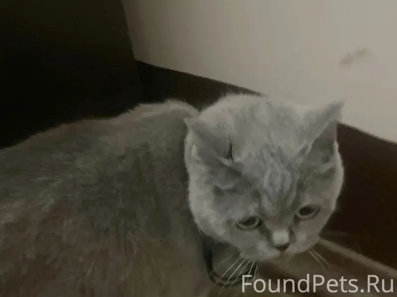 Найдена кошка, Безыменского, 26