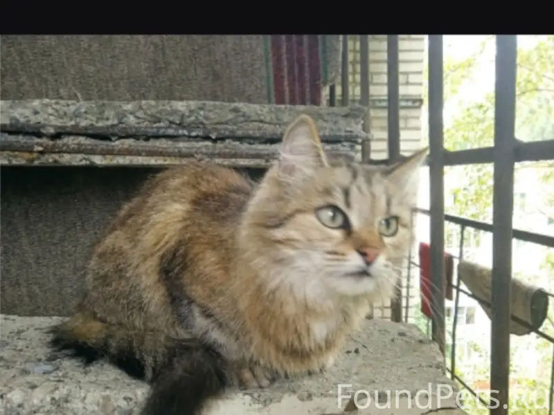 Найдена кошка, Ленина 53