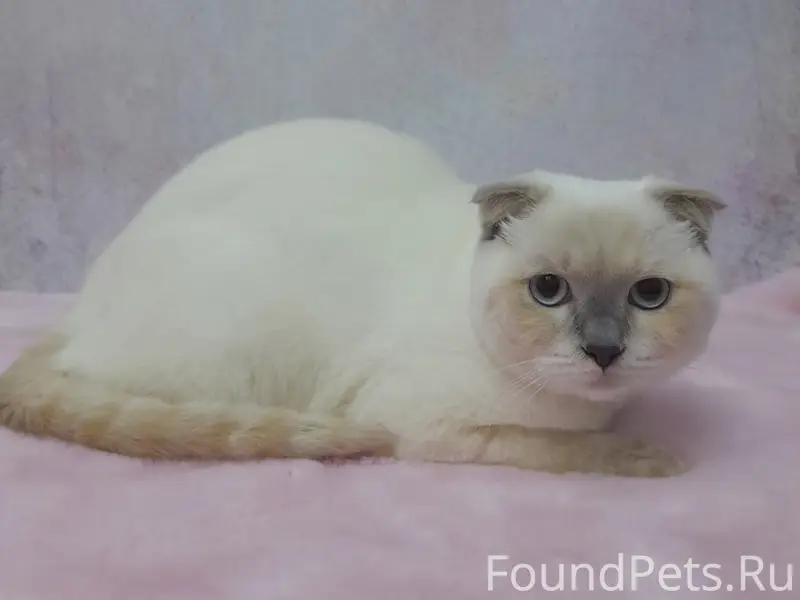 Пропала шотландская вислоухая кошка Софа, улица Мира