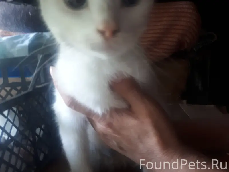 Найдена белая кошка, Симферополь