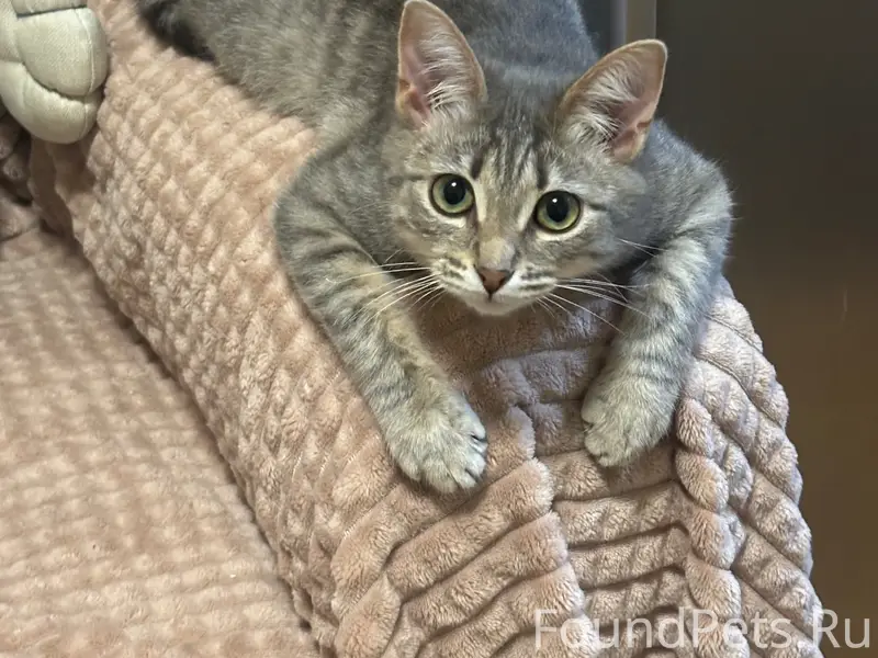 Пропала кошка, 1-ый Микрорайон