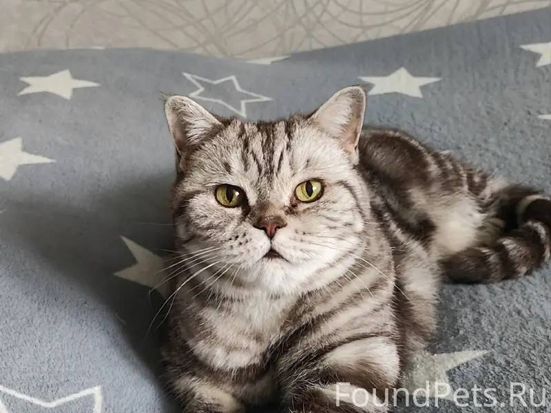 Пропала кошка, район Дзержинского