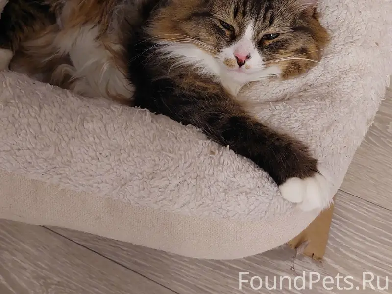 Пропала кошка Изюмка, Ижевск