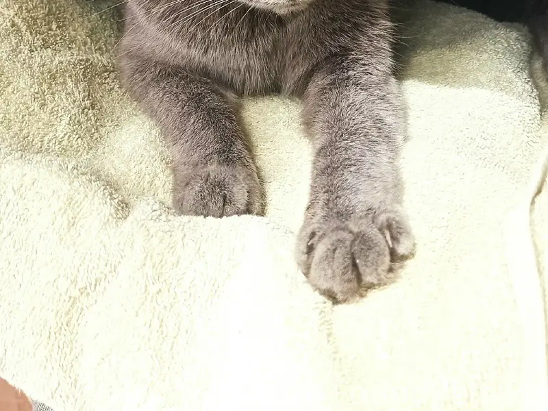 Найдена кошка, район Сельма холл