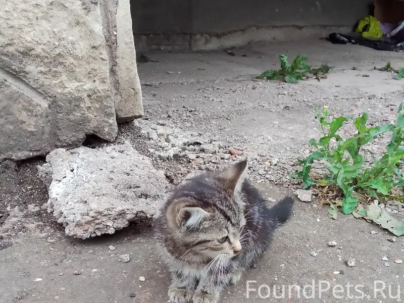 Найден котёнок-девочка, подскажу где