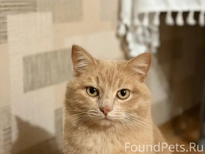 Пропал рыжий кот Персик, ул. Первомайская