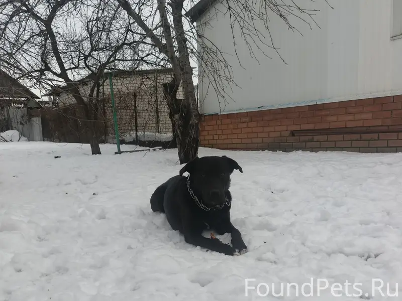 Пропал пёс