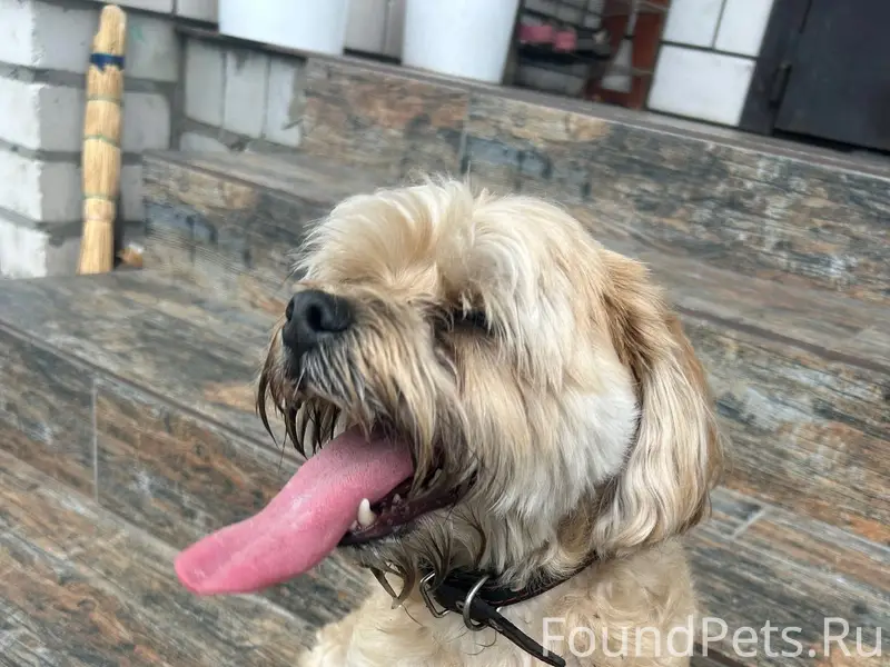 Найден кобель, похож на лхаса апсо, д. Колтово
