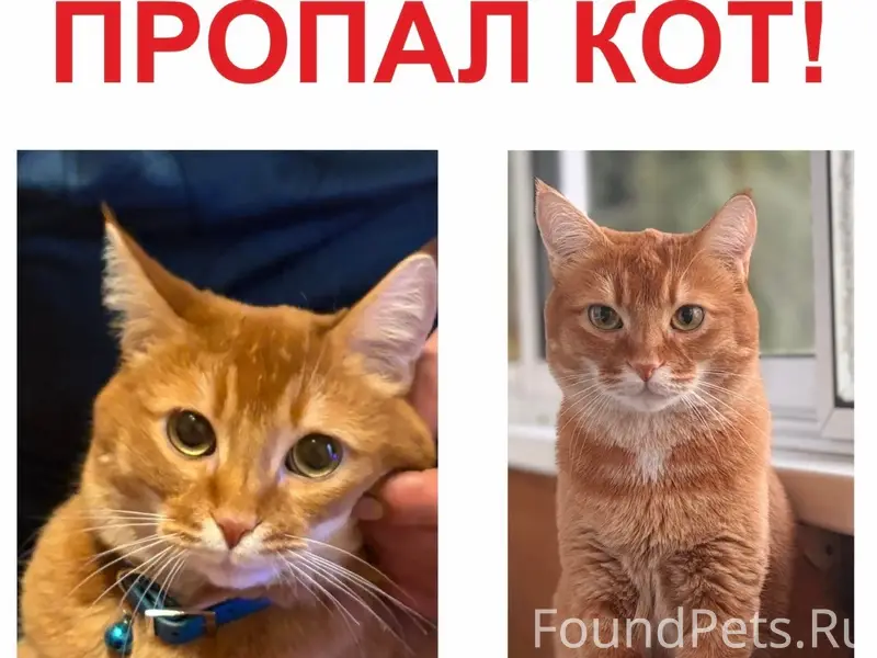 Найден кот, посёлок Южный