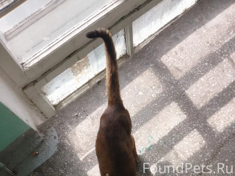 Найден кот, место не указано