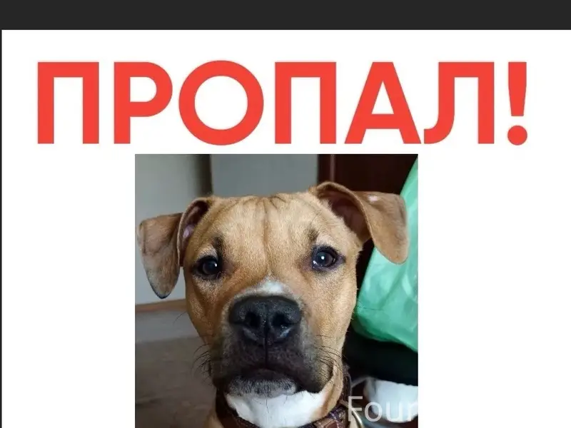 Пропал Стаффорд Бакс, окрас рыже-белый, есть зелёный ошейник