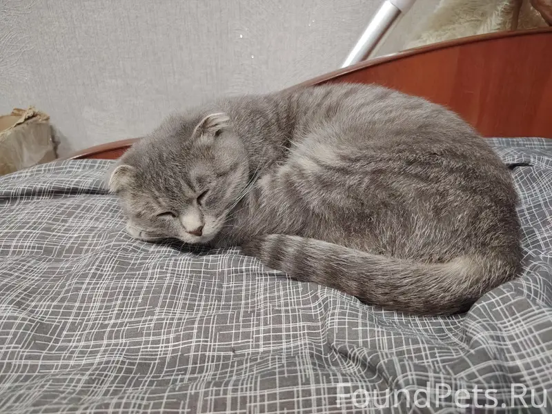 Пропала шотландская кошка Соня, ул. Наговицына