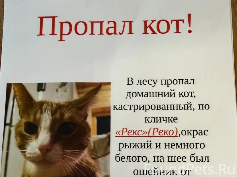 Пропал домашний кот, лес возле Некрасовской дачи