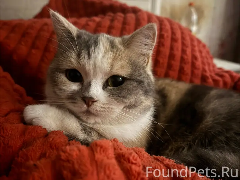 Пропала кошка, Комсомольская площадь