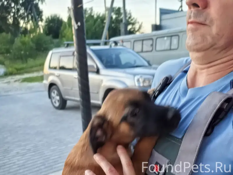 Найден щенок, возможно потерялась, на Суете