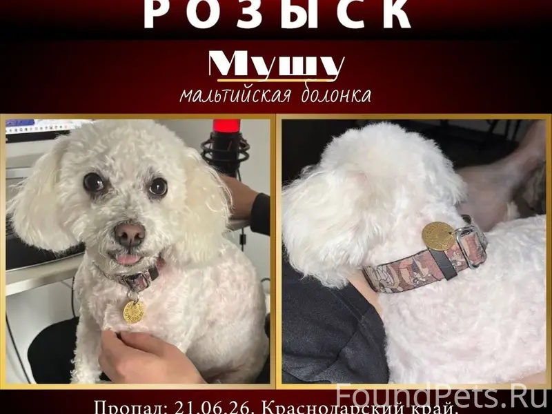 Пропала мальтийская болонка Мушу