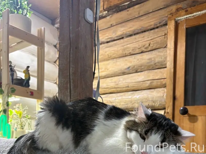 Пропал кот Эмильен, улица Красных Партизан