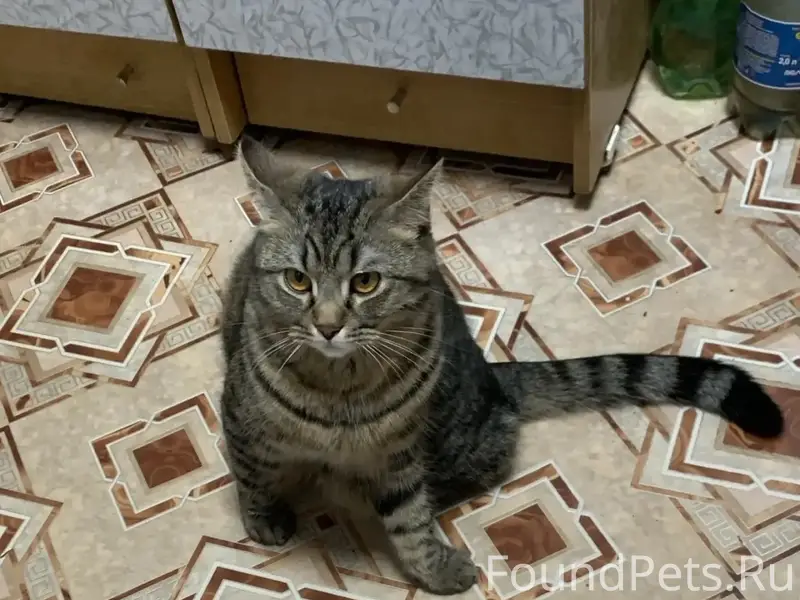 Пропал котик Маркиз, район Победы