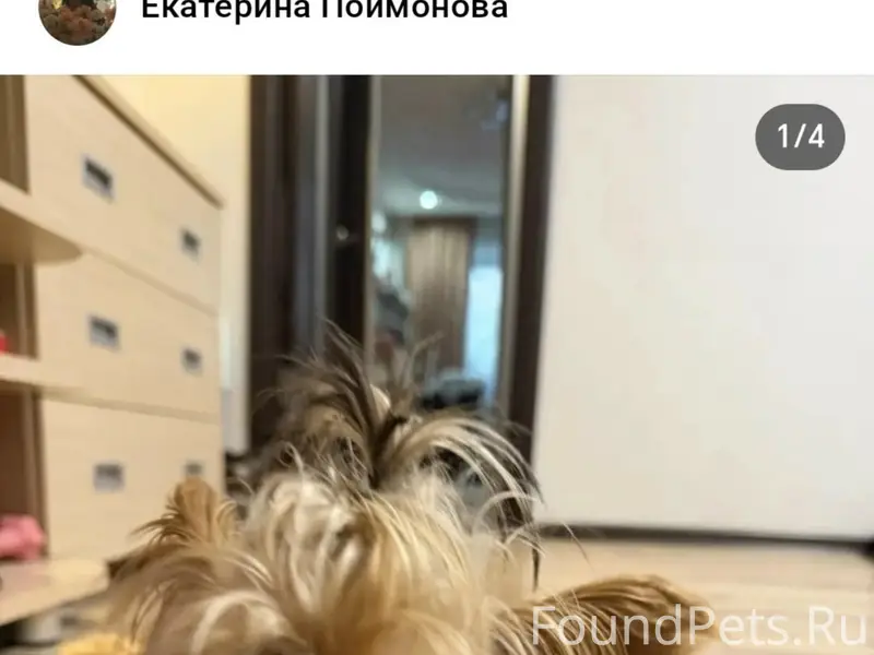 Найден тип собака, у магазина Бристоль, на Ильича