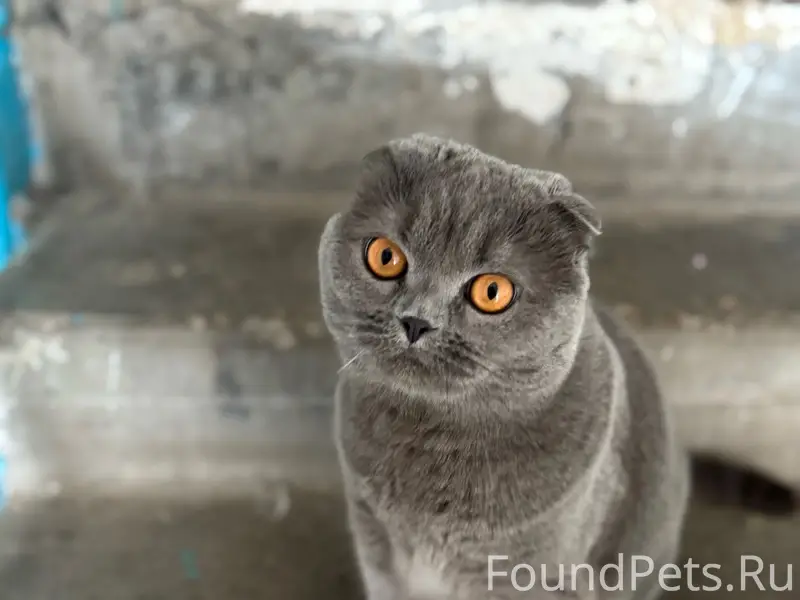 Найден шотландский вислоухий кот, Соц 88