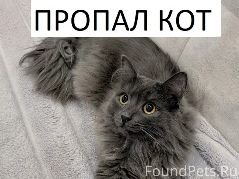 Пропал длинношёрстный кот, ул. 3 Интернационала