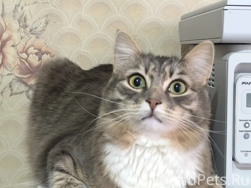 Пропал кот Кеша, район сома