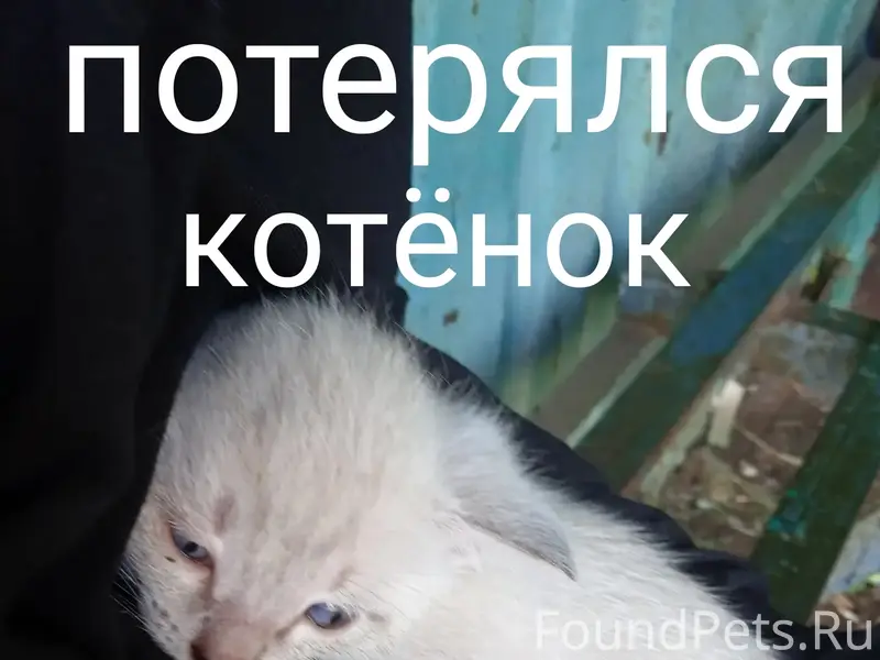Пропал котёнок, Шаадринск