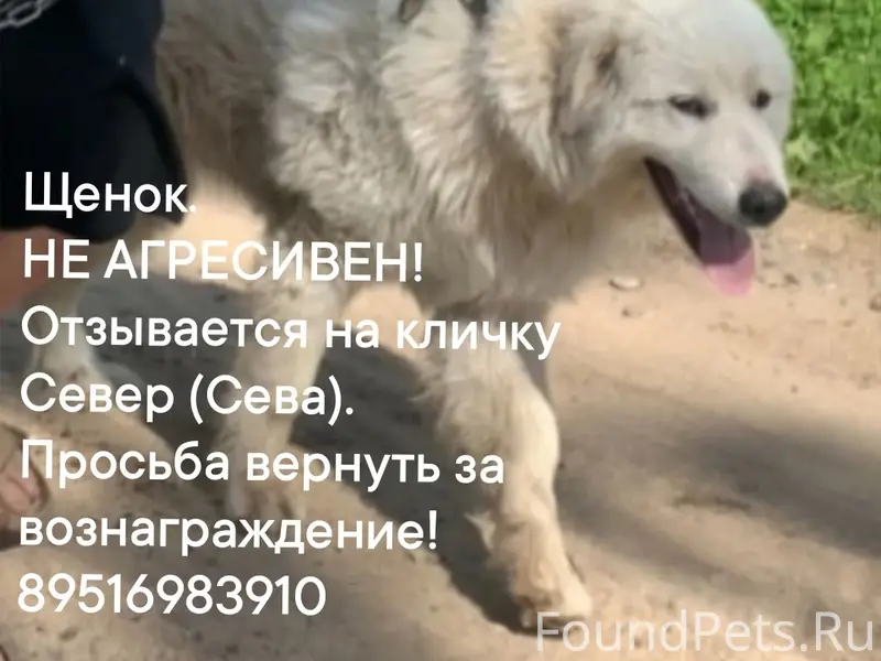 Пропал щенок, белый, район магазина 'Игрушка'