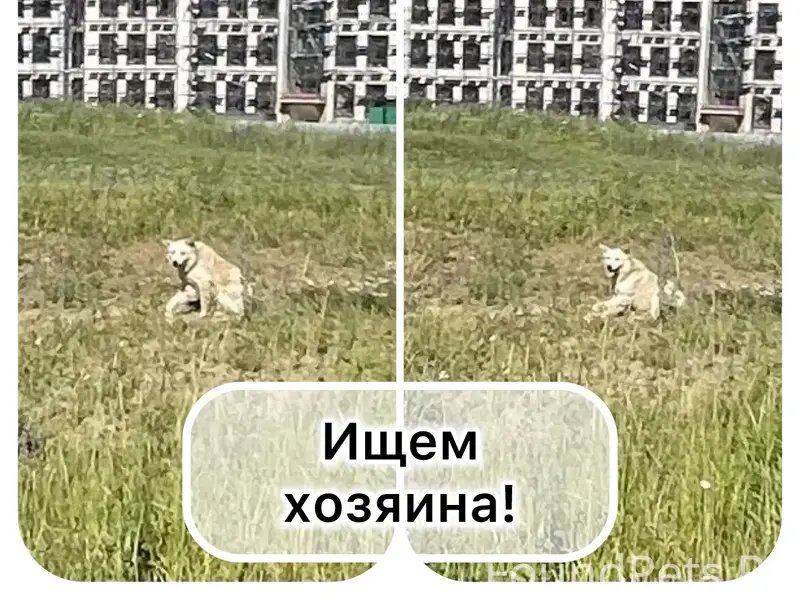 Найден белая собака с хромотой, г. Ставрополь