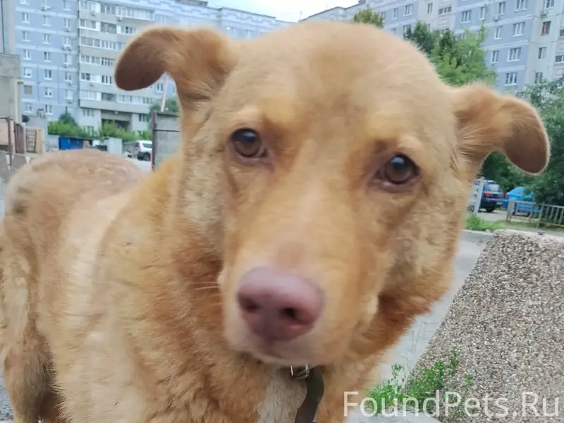 Пропал рыжий пёс Мишка, Канищево