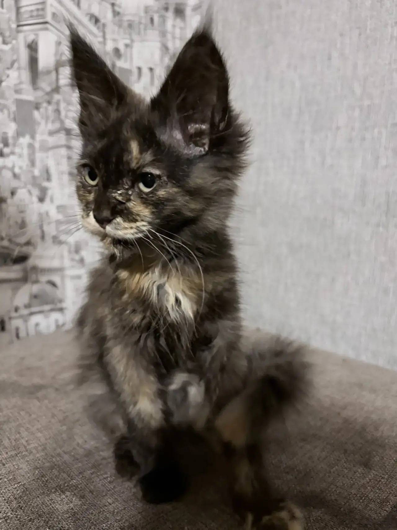 Пропал котёнок, Нахимова 10