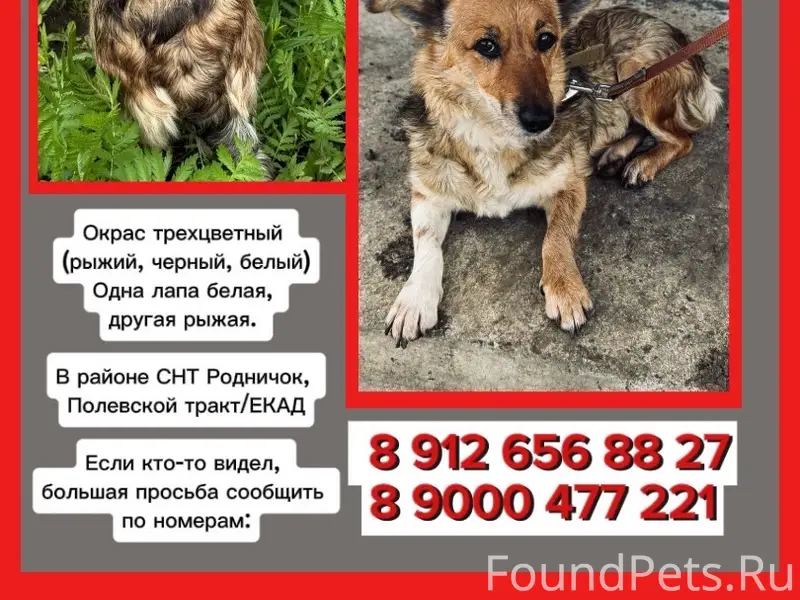 Пропала маленькая трёхцветная собака Лиза, СНТ Родничок