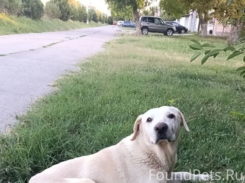 Пропал старый пёс Белый, Симферополь