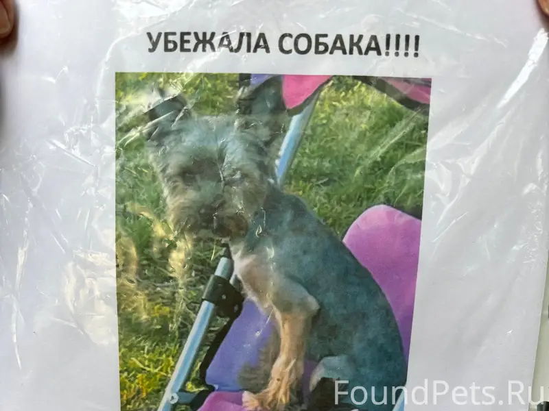 Пропала собака йоркширский терьер, район Эльмаш, Екатеринбург