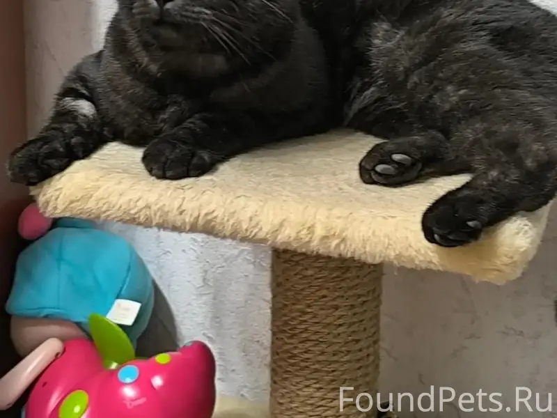 Найден кот, Ленинский район