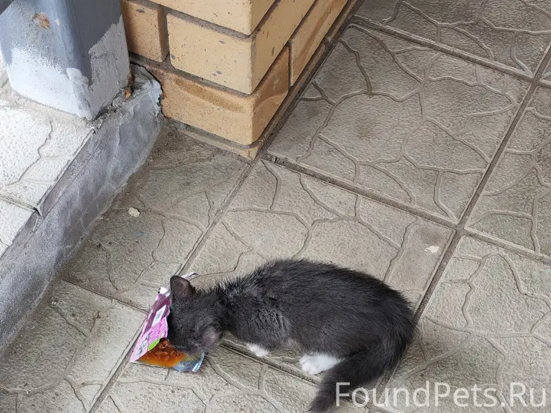 Найден котёнок-мальчик, улица Лиственная