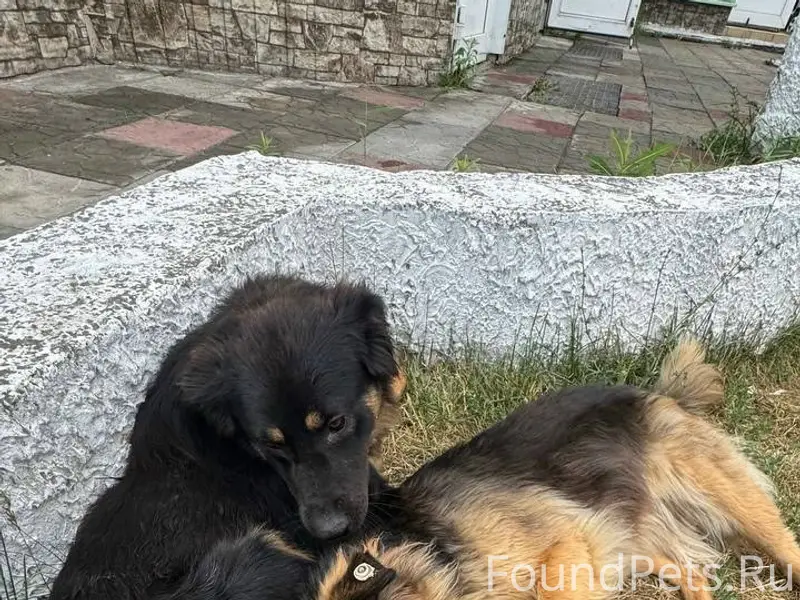 Пропали собаки Джек и Лаша, были замечены возле офиса